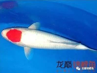 生肖所专属的风水锦鲤 乌鲁木齐水族批发市场 乌鲁木齐龙鱼第8张 生肖所专属的风水锦鲤 乌鲁木齐水族批发市场 乌鲁木齐龙鱼第8张